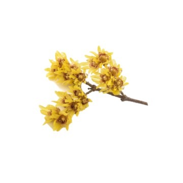 can dogs eat wintersweet