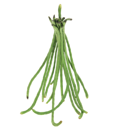 can dogs have yardlong beans