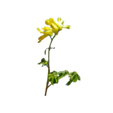 can dogs eat yellow corydalis