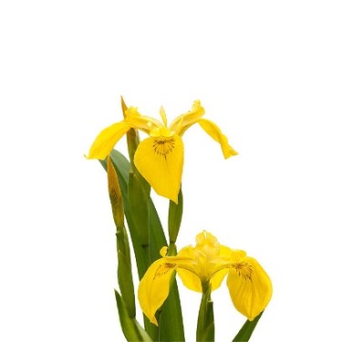 can dogs eat yellow flag iris