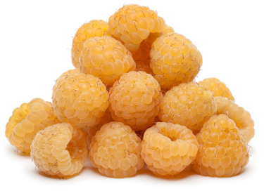 can dogs eat yellow raspberries