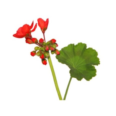 can dogs eat zonal geranium