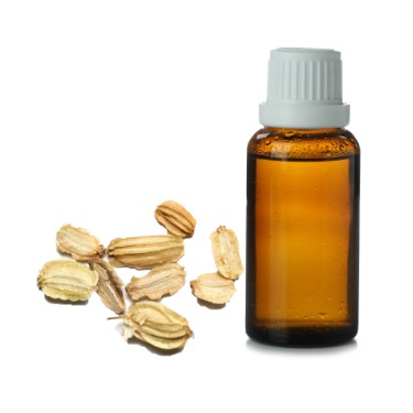 can dogs have angelica seed oil