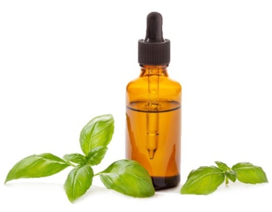 can dogs have basil essential oil