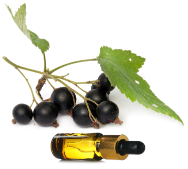 can dogs have black currant seed oil