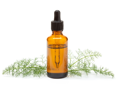 can dogs have fennel essential oil