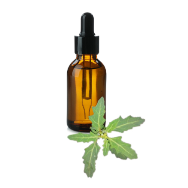 can dogs have goosefoot oil