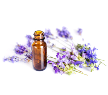 can dogs have lavender essential oil