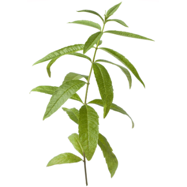 can dogs eat lemon verbena