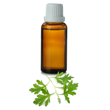 can dogs have mugwort oil