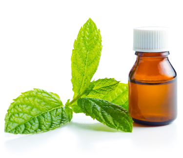 can dogs have spearmint oil