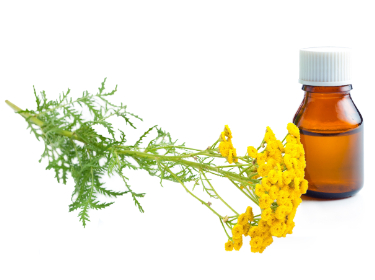 can dogs have tansy essential oil