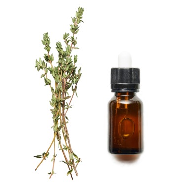 can dogs have thyme essential oil