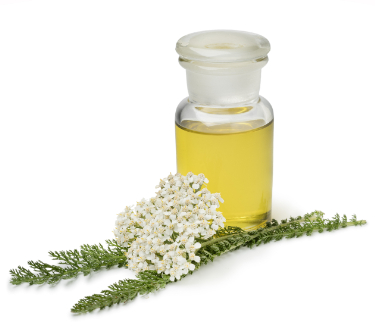 can dogs have yarrow essential oil