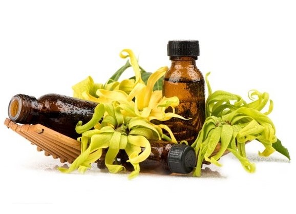 can dogs have ylang ylang essential oil
