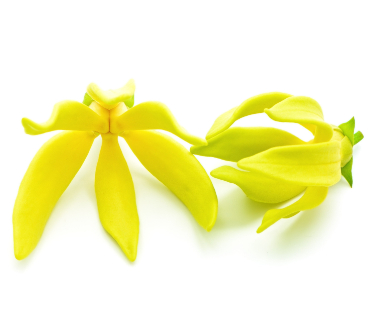 can dogs eat ylang ylang