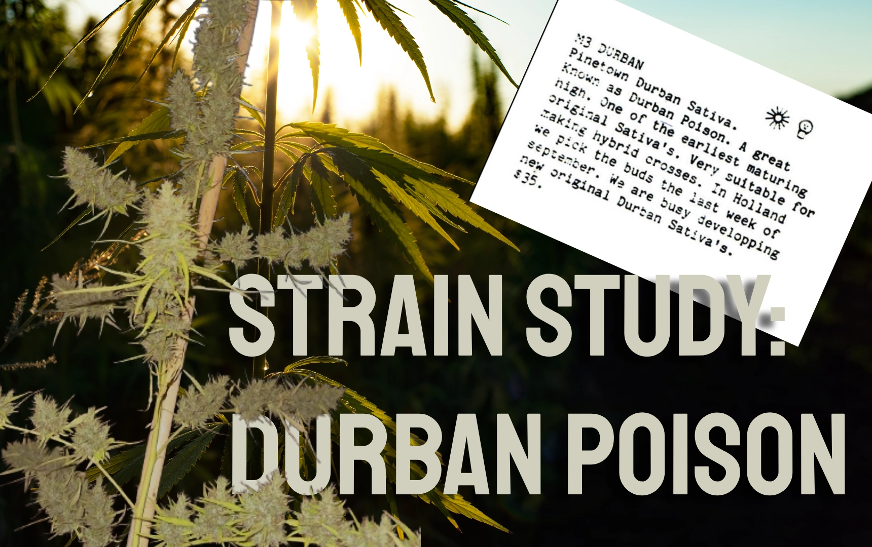 Strain Study: Durban Poison