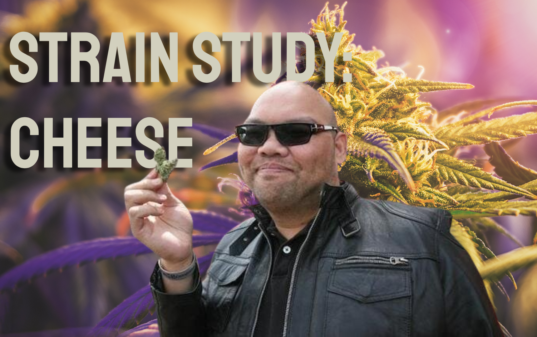 Strain Study: Cheese