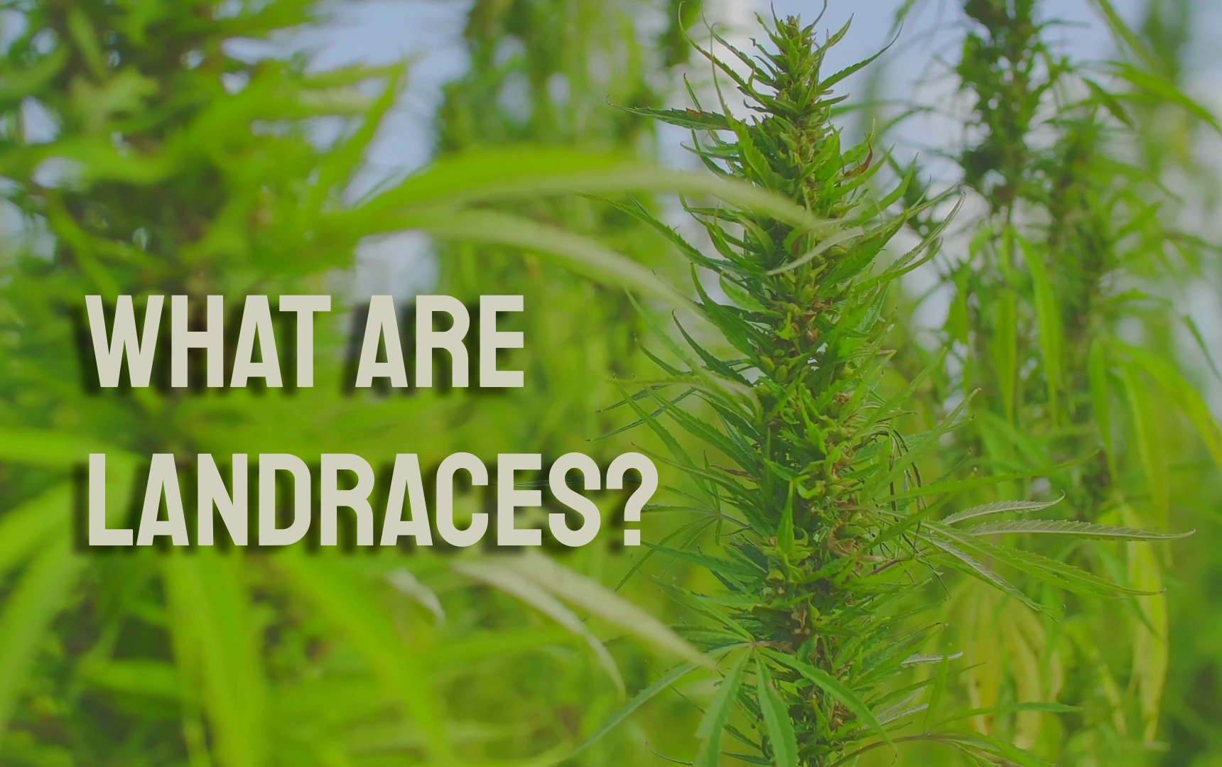 What Are Landraces?