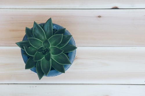 Decorating with greenery: 4 Ways to boost your home decor