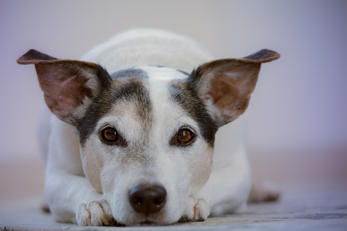 black and white jack russell