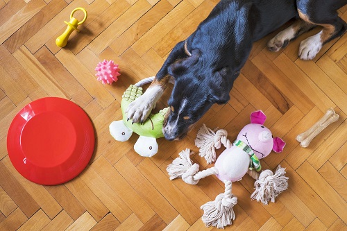 How to stop a dog chewing: Saving your furniture & more