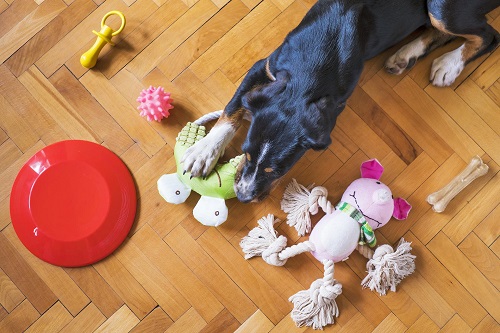 How to stop a dog chewing on furniture & more