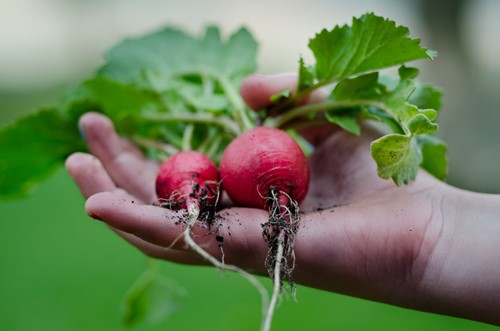 3 Tips for Protecting Your Vegetable Garden From Frost