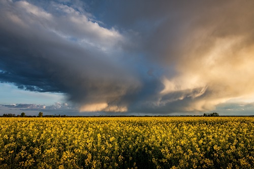 Photo of a flower field under a storm