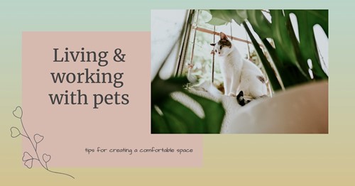 Pets at home: How to create their sanctuary without sacrificing your comfort
