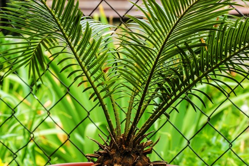 Sago Palms: Key Facts You Should Know