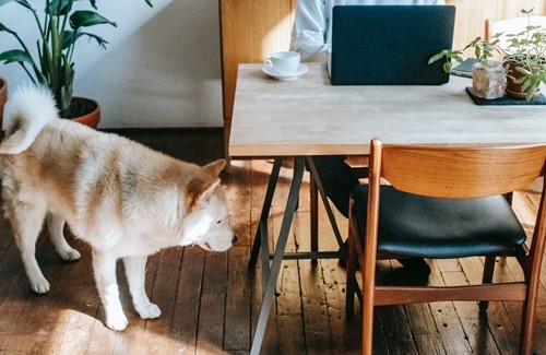 Decorating with greenery while keeping your pets safe