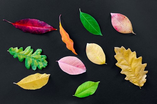 Leaf Print Art 