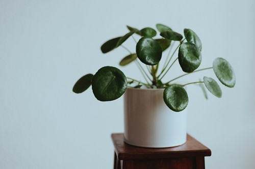 The ideal placement for feng shui plants