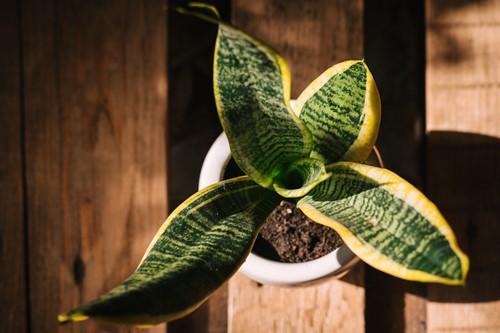 Your Guide to the Best Low-Light Houseplants