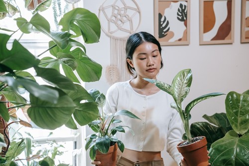 Buying plants online: Expert tips for the best experience