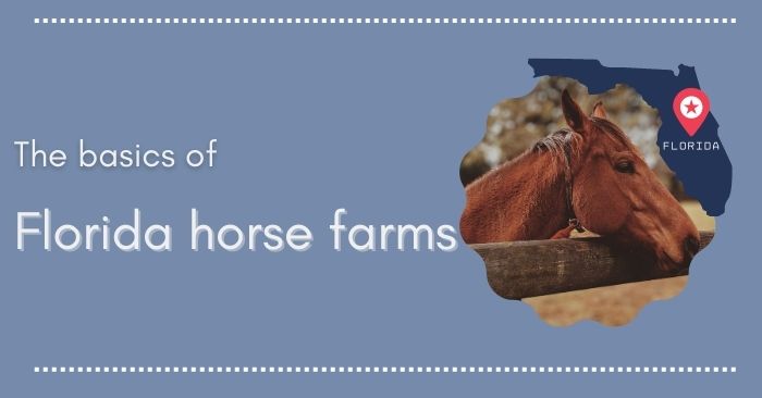 A starter guide to Florida horse farms  featured image