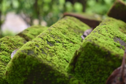 Why choose living moss?