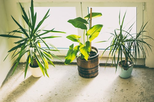 How to Get Rid of Fungus Gnats in Houseplants Naturally