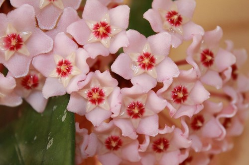 Prayer Plant Flowers & Other Houseplants Most Likely to Bloom Indoors