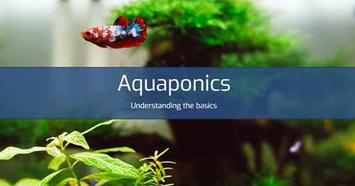 Aquaponics with fish: Understanding the basics
