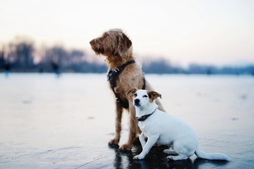 Hurricane Safety For Your Pets