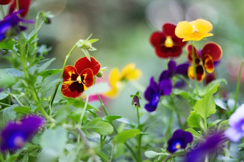 Beginner-friendly flowering annuals