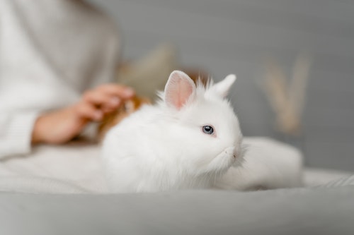 All about domesticated rabbits as pets
