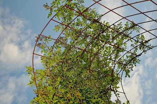 Enhance your outdoor space with these climber plants