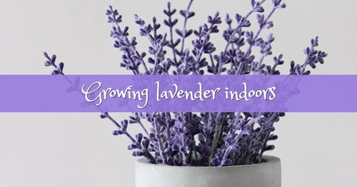 Learning how lavender grows indoors