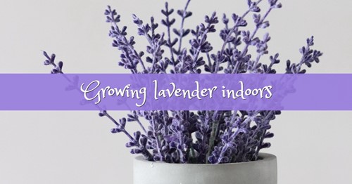 Why You Should Grow Lavender Indoors