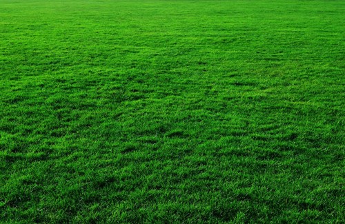 Growing a Bermuda grass lawn