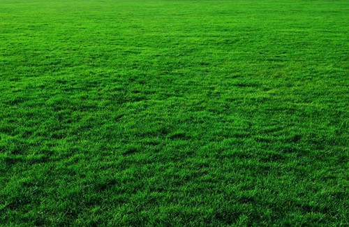 Bermuda grass lawns: Growing guide