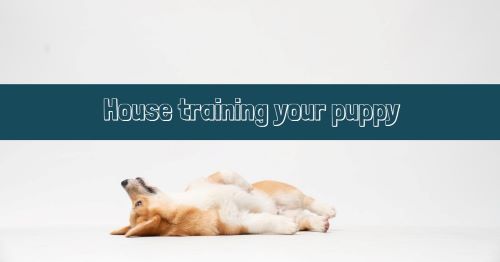 A beginner's guide to house training a puppy